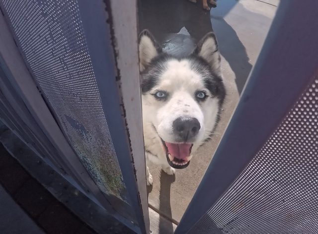 A blue eyed husky grinning through the gap in a patio screen