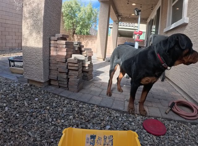 A rottweiler standing beside a stack of pavers on a side walkway with a red frisbee in the gravel