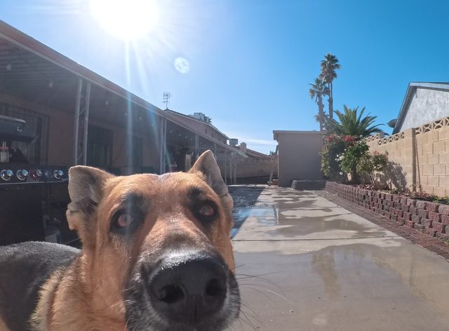 A German shepherd putting his nose right up to the camera on a freshly rinsed walkway