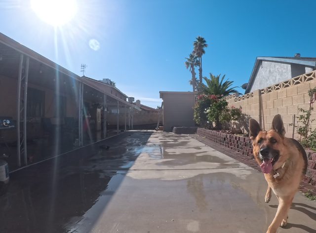 A German shepherd trotting up a freshly rinsed side walkway with his tongue out