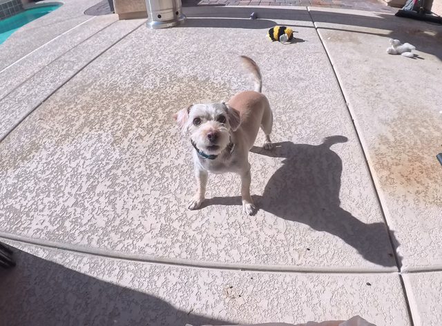 A small scruffy terrier looking straight up at the camera on a concrete pool deck