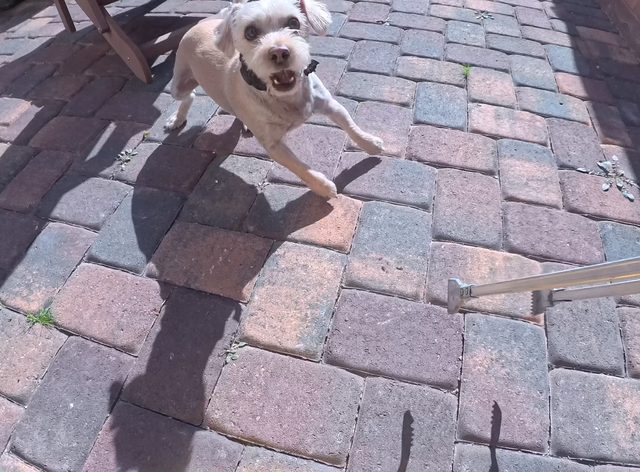 A white fluffy terrier trotting across a paver patio toward the camera with his mouth open