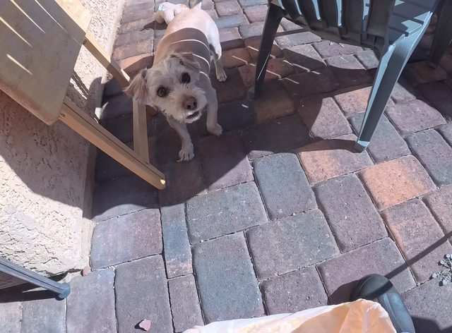 A scruffy cream terrier looking up from under a wooden patio chair with a second small dog behind him