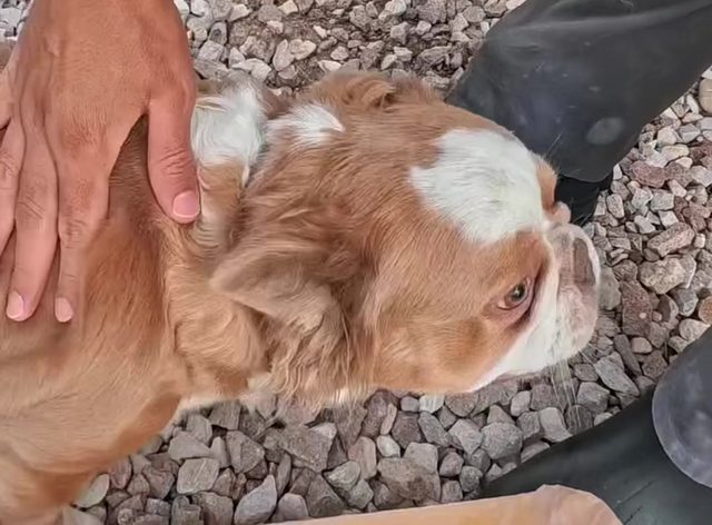 A cavalier spaniel leaning into a head scratch on a gravel side yard