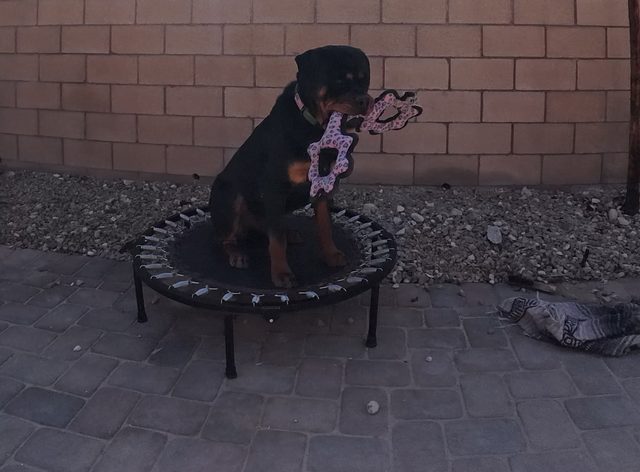 A rottweiler sitting up on a small backyard trampoline holding a pink toy