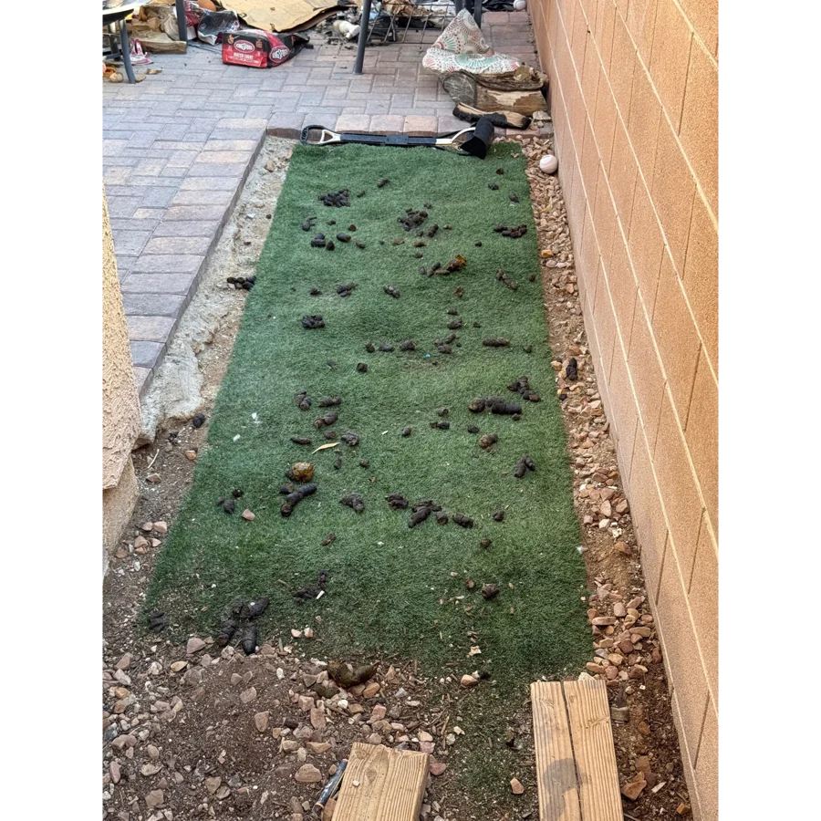 Connor's Las Vegas backyard before service, with dog waste scattered across the turf