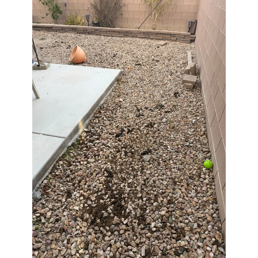 Danielle's backyard before service, with scattered dog waste