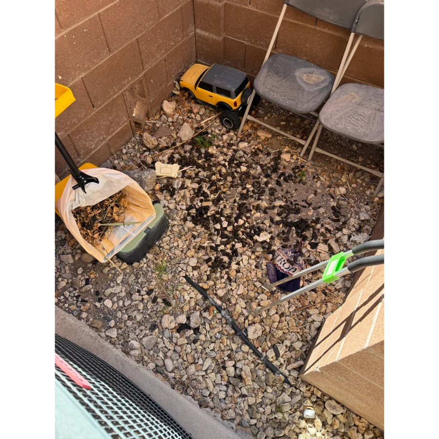 Kandy's backyard before service, with dog waste left around