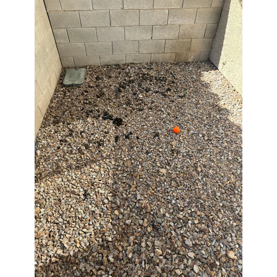 Titecia's backyard before service, with waste scattered on the turf