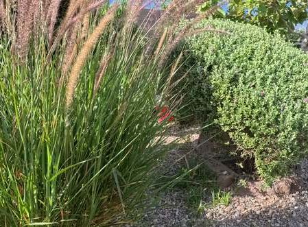 Clean Las Vegas yard after a Poop Scoop Dude visit