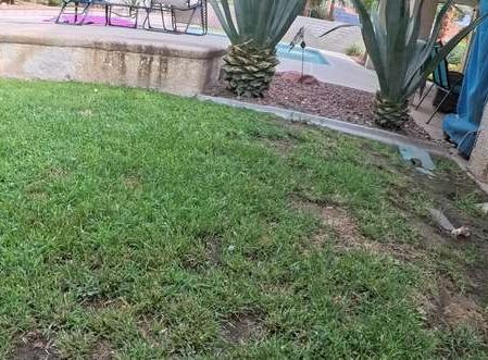 Clean Las Vegas yard after a Poop Scoop Dude visit