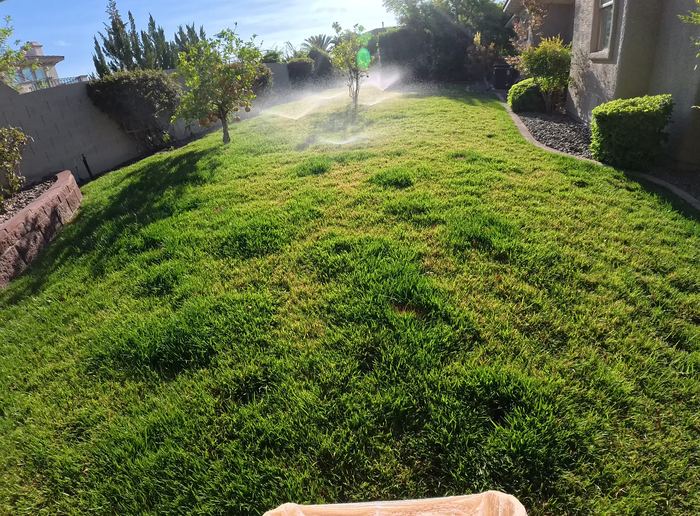 Clean Las Vegas yard after a Poop Scoop Dude visit
