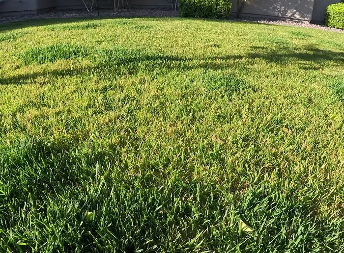 Clean Las Vegas yard after a Poop Scoop Dude visit