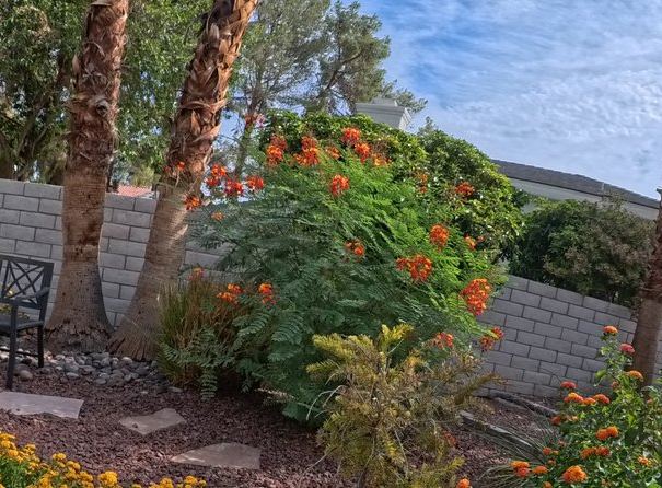 Clean Las Vegas yard after a Poop Scoop Dude visit