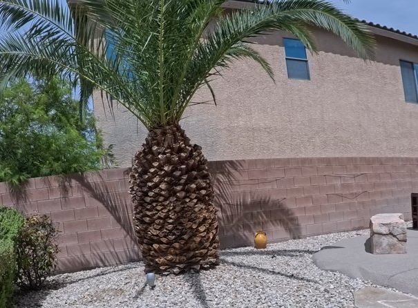 Clean Las Vegas yard after a Poop Scoop Dude visit